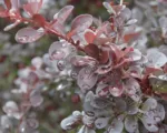Atropurpurea (Berberis thunbergii ‘Atropurpurea’)