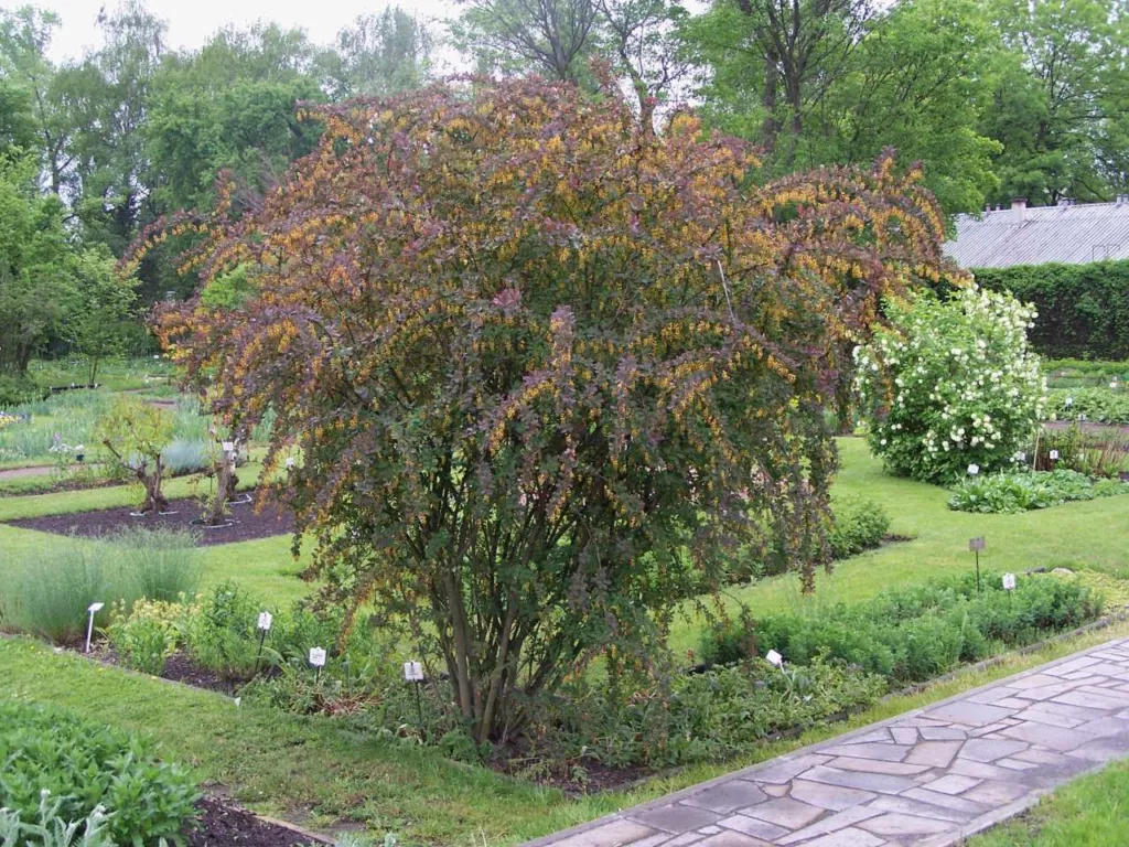 Atropurpurea (Berberis thunbergii ‘Atropurpurea’) (Berberis thunbergii 'Atropurpurea')