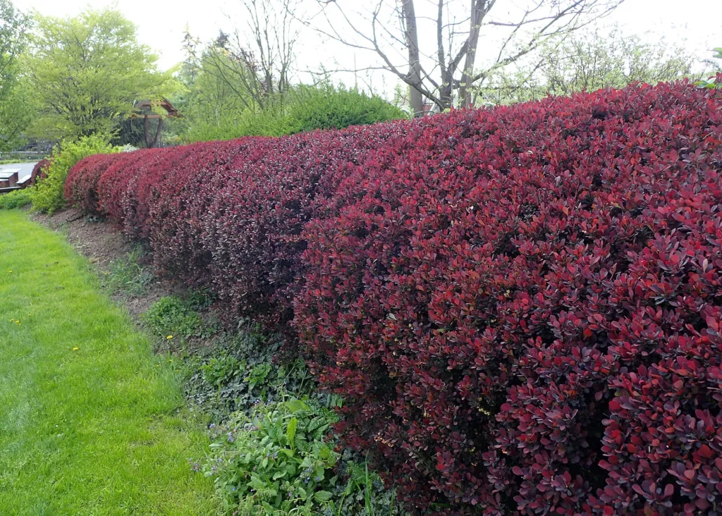 Atropurpurea (Berberis thunbergii ‘Atropurpurea’) (Berberis thunbergii 'Atropurpurea')