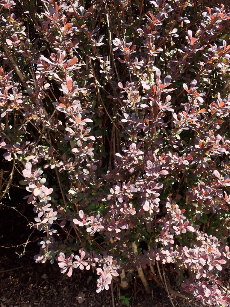 Atropurpurea (Berberis thunbergii ‘Atropurpurea’) (Berberis thunbergii 'Atropurpurea')