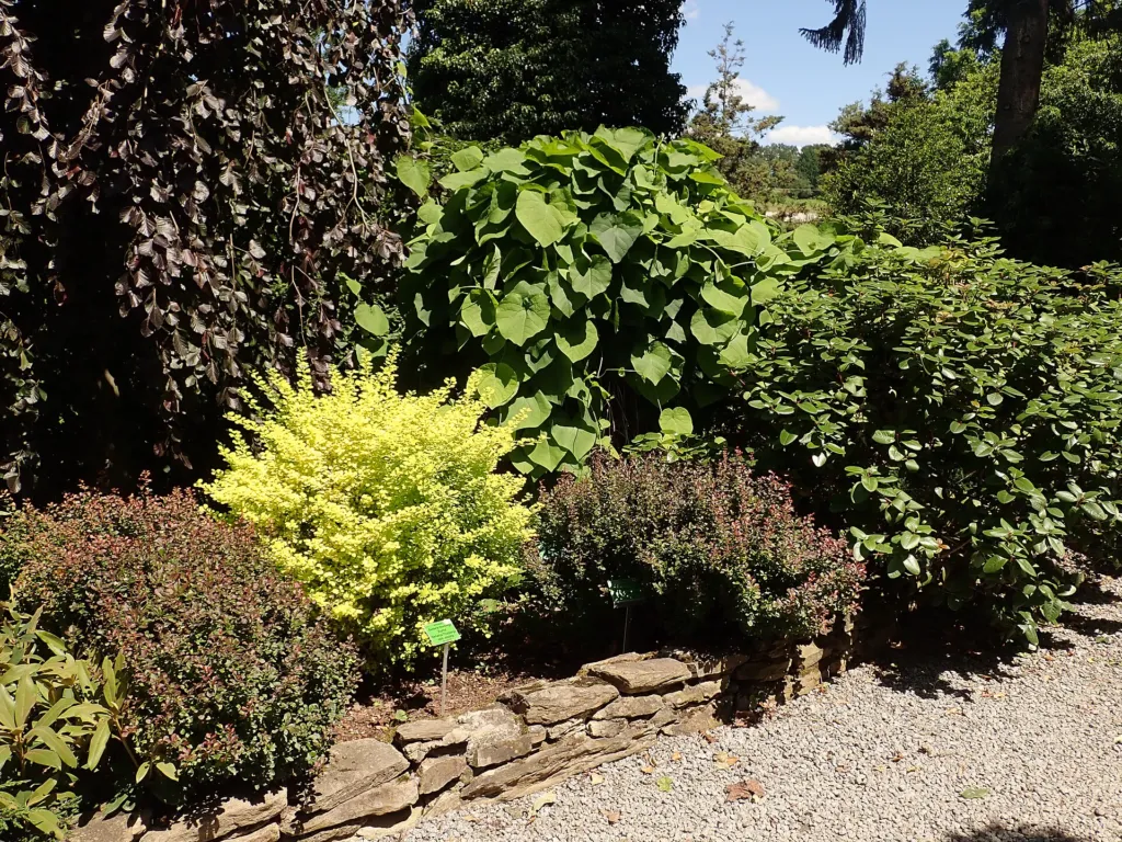 Golden Japanese barberry (Berberis thunbergii 'Aurea') – characteristic appearance, plant photo