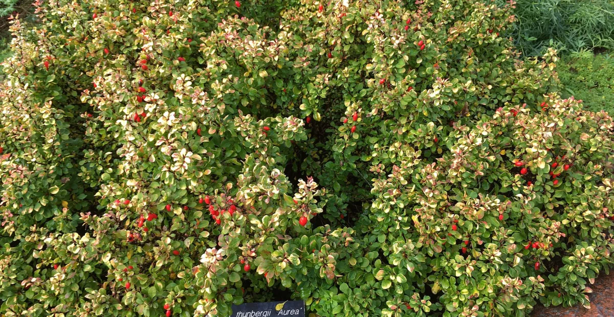Golden Japanese barberry (Berberis thunbergii 'Aurea') – plant photo