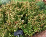 Golden Japanese barberry (Berberis thunbergii ‘Aurea’)