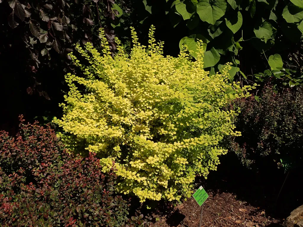 Golden Japanese barberry (Berberis thunbergii 'Aurea') – characteristic appearance, plant photo