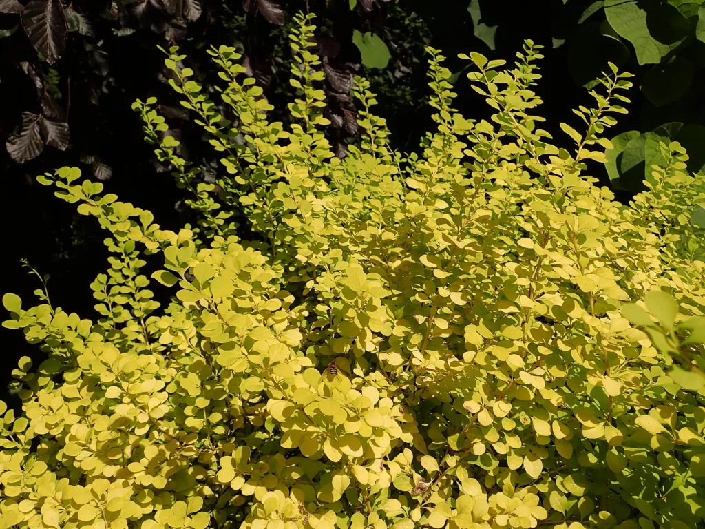 Golden Japanese barberry (Berberis thunbergii 'Aurea') – characteristic appearance, plant photo