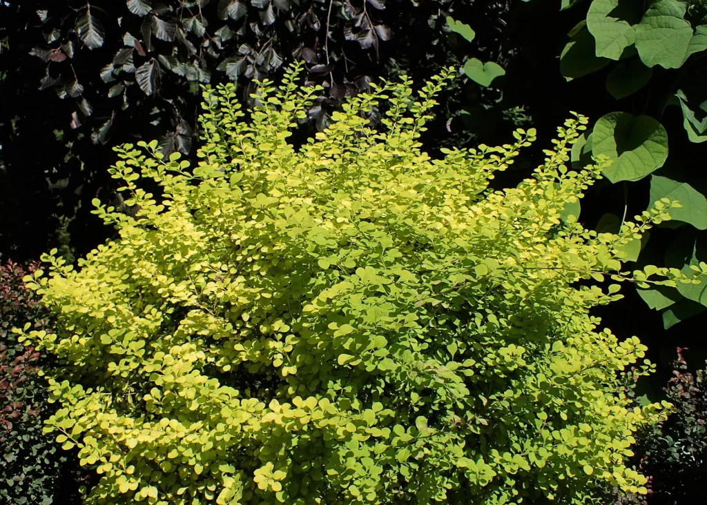 Golden Japanese barberry (Berberis thunbergii 'Aurea') – characteristic appearance, plant photo