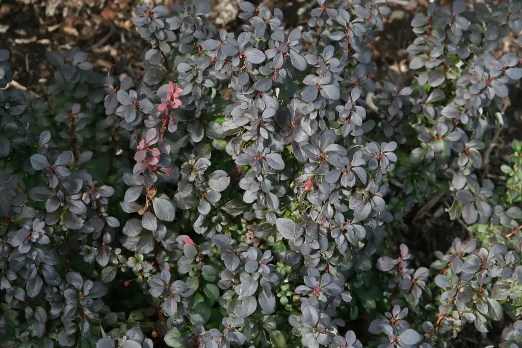 Japanese barberry (Berberis thunbergii 'Concorde') – characteristic appearance, plant photo