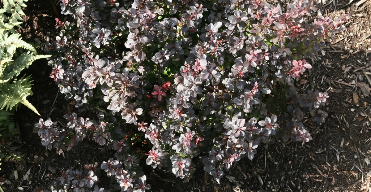 Japanese barberry (Berberis thunbergii 'Concorde') – plant photo