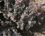 Japanese barberry (Berberis thunbergii ‘Concorde’)