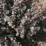 Japanese barberry (Berberis thunbergii 'Concorde') – plant photo