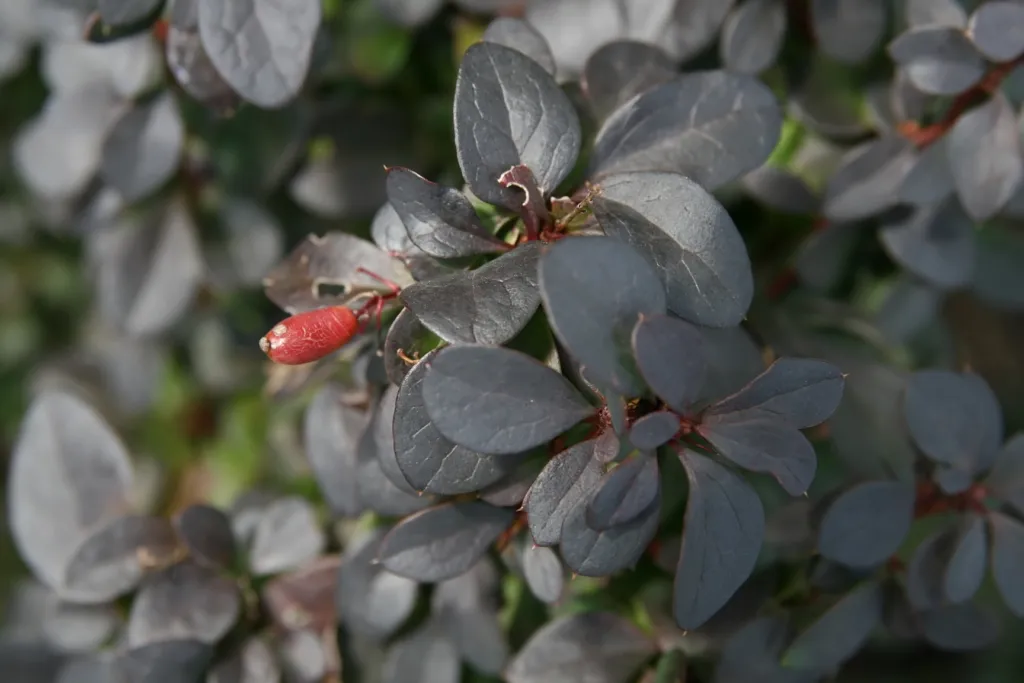 Japanese barberry (Berberis thunbergii 'Concorde') – characteristic appearance, plant photo