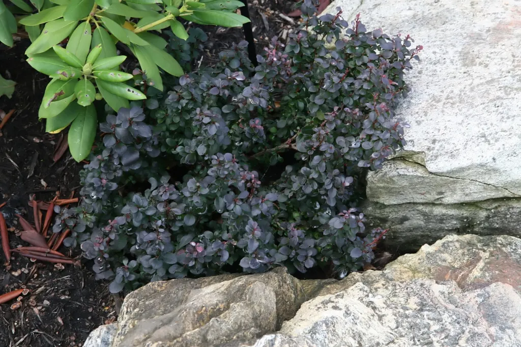 Japanese barberry (Berberis thunbergii 'Concorde') – characteristic appearance, plant photo