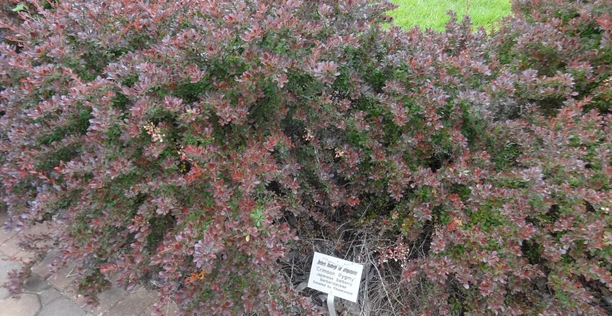Berberis thunbergii 'Crimson Pygmy' – fotografia rastliny
