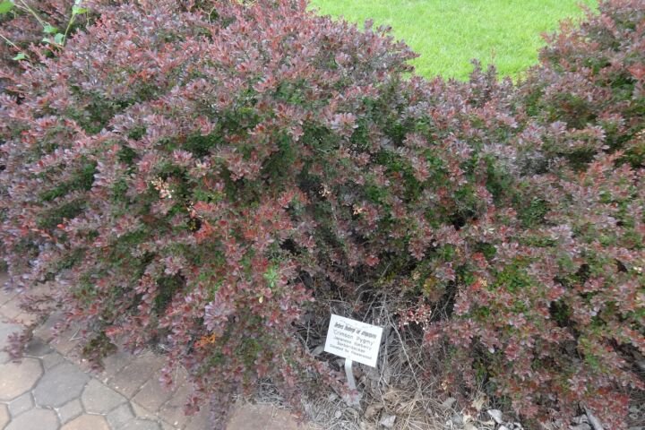 Berberis thunbergii 'Crimson Pygmy'