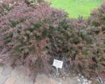 Crimson Pygmy (Berberis thunbergii ‘Crimson Pygmy’)