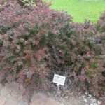 Crimson Pygmy (Berberis thunbergii ‘Crimson Pygmy’) (Berberis thunbergii 'Crimson