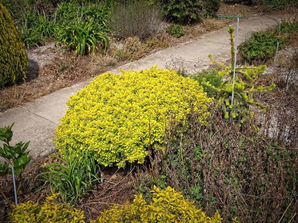 Crimson Pygmy (Berberis thunbergii ‘Crimson Pygmy’) (Berberis thunbergii 'Crimson