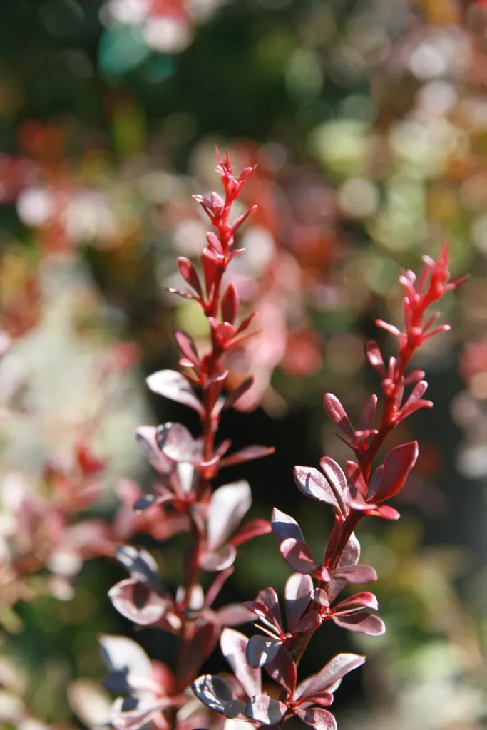 Crimson Pygmy (Berberis thunbergii ‘Crimson Pygmy’) (Berberis thunbergii 'Crimson