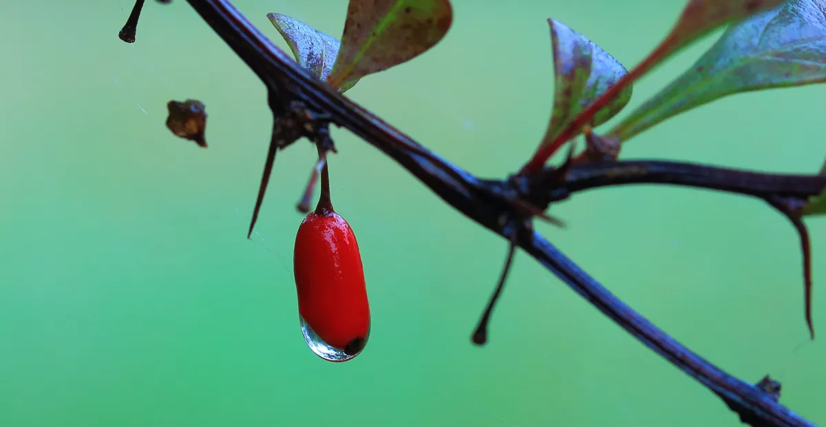 Thunberg-Berberitze (Berberis thunbergii) – Pflanzenfoto