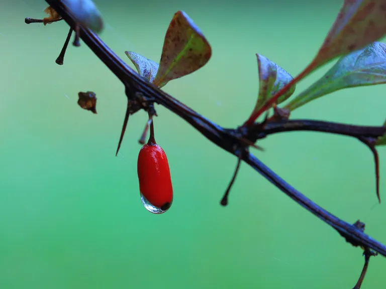 Berberis thunbergii