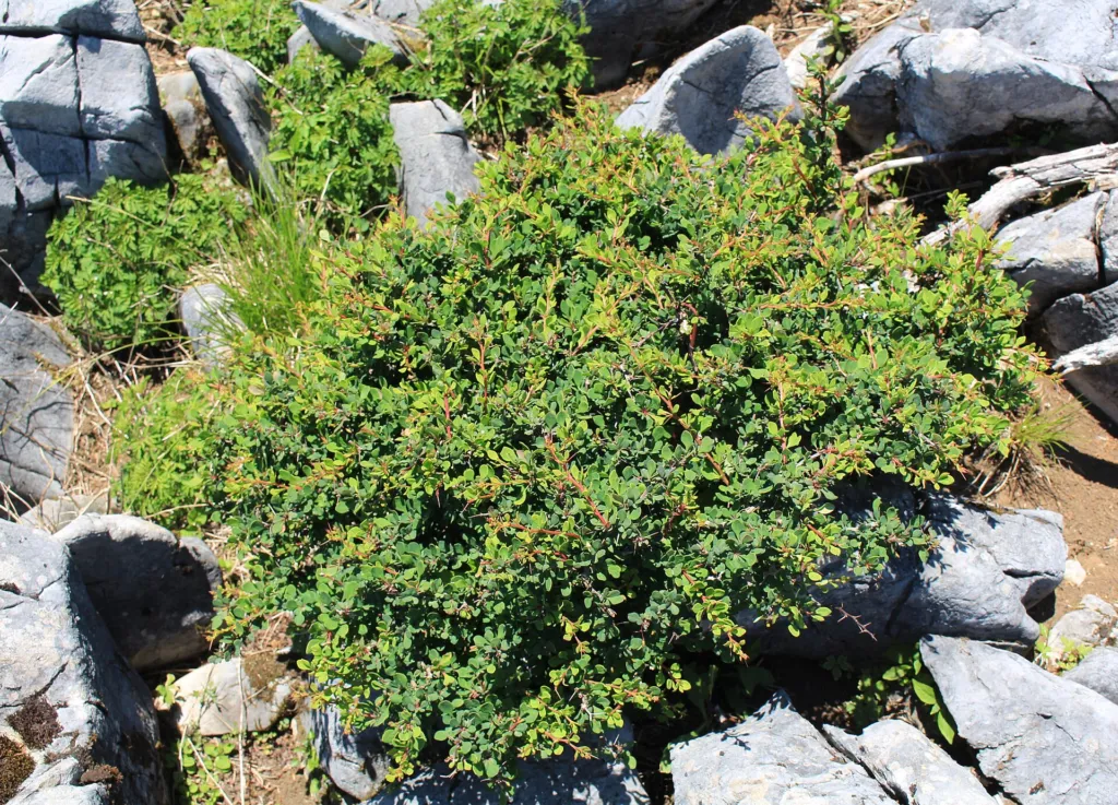 Thunberg-Berberitze (Berberis thunbergii) – natürliche Wuchsform, Pflanzenfoto