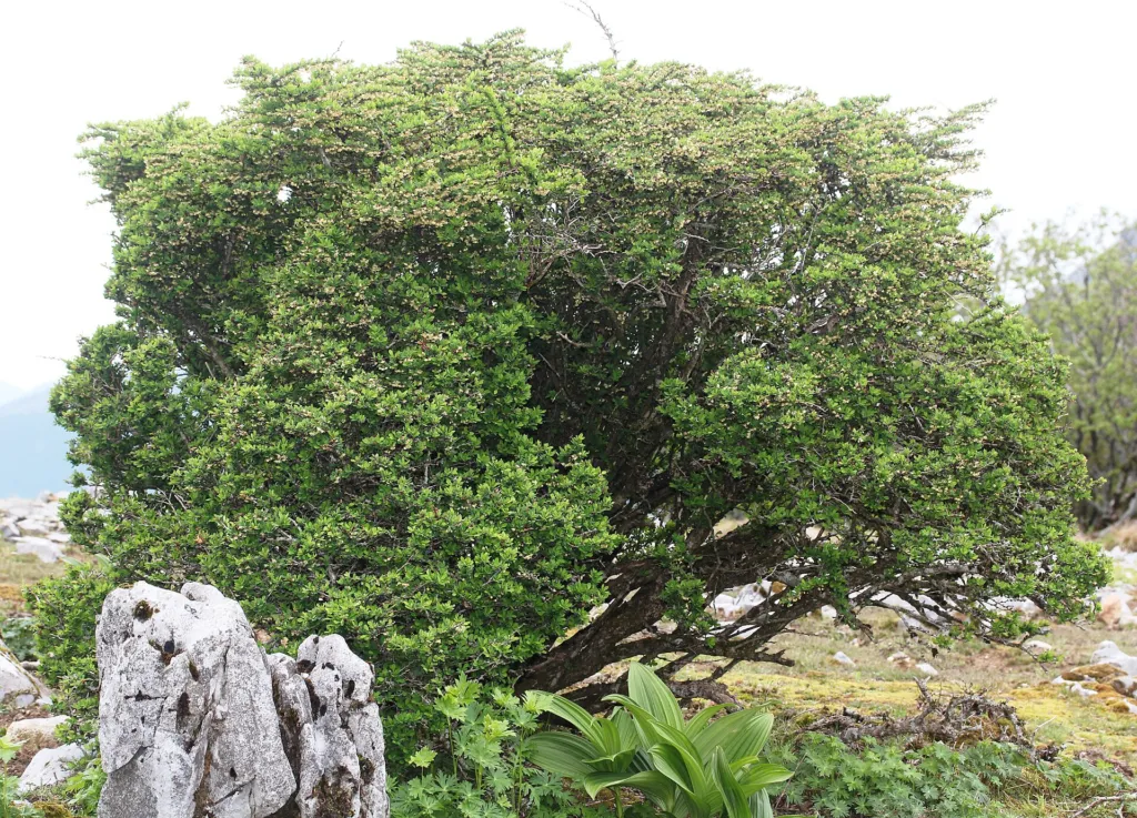 Thunberg-Berberitze (Berberis thunbergii) – natürliche Wuchsform, Pflanzenfoto