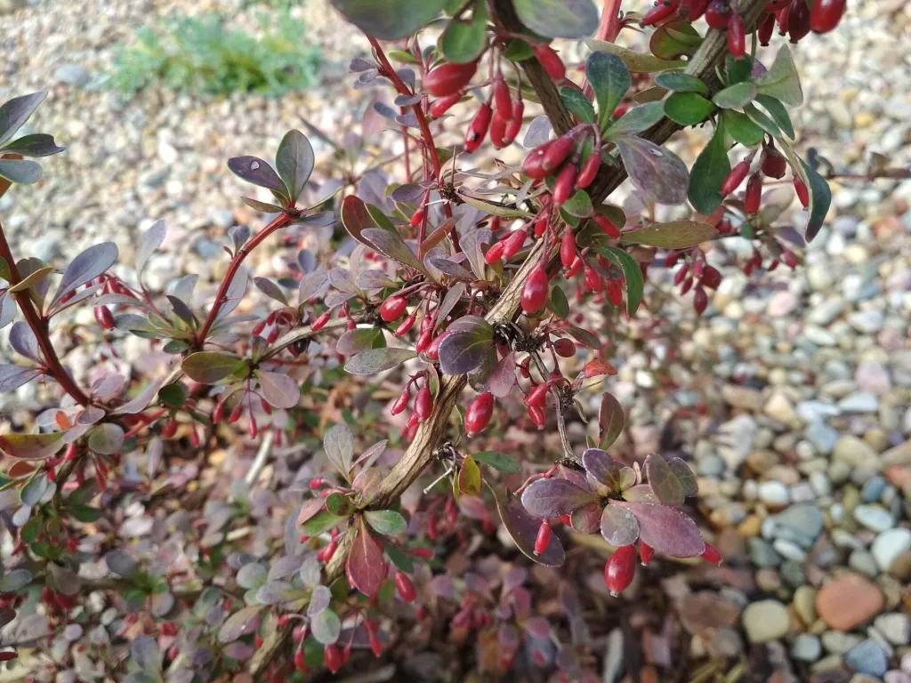 Golden Ring barberry (Berberis thunbergii 'Golden Ring') – fruit in close-up, plant photo