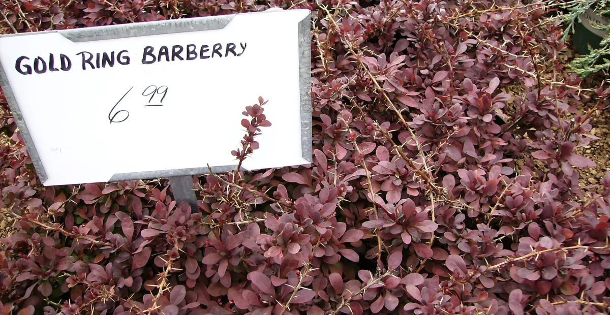 Golden Ring barberry (Berberis thunbergii 'Golden Ring') – plant photo