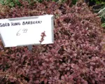 Golden Ring barberry (Berberis thunbergii ‘Golden Ring’)