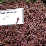 Golden Ring barberry (Berberis thunbergii 'Golden Ring') – plant photo