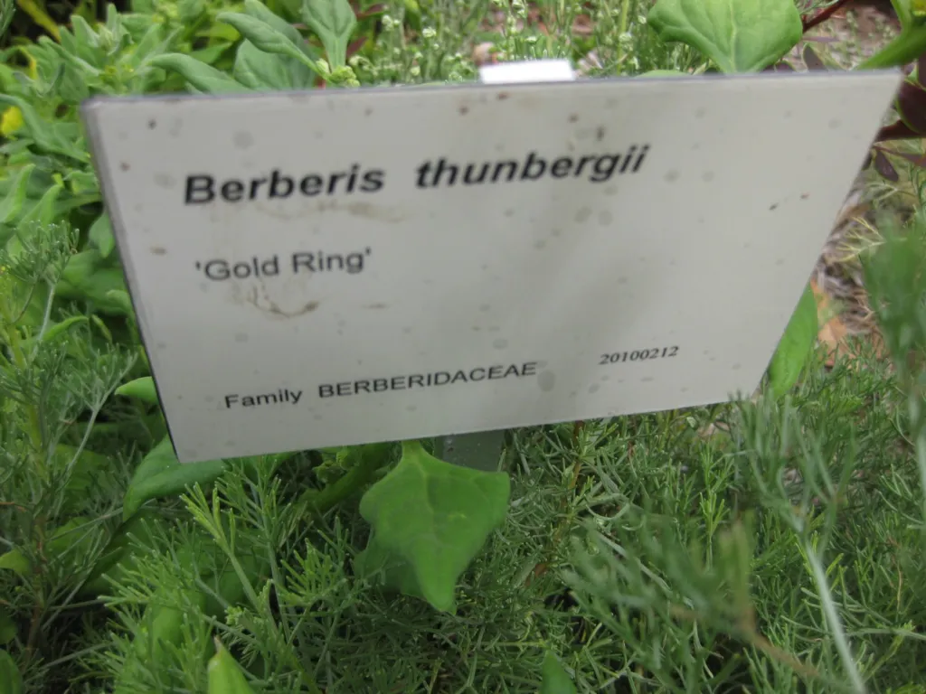 Golden Ring barberry (Berberis thunbergii 'Golden Ring') – characteristic appearance, plant photo