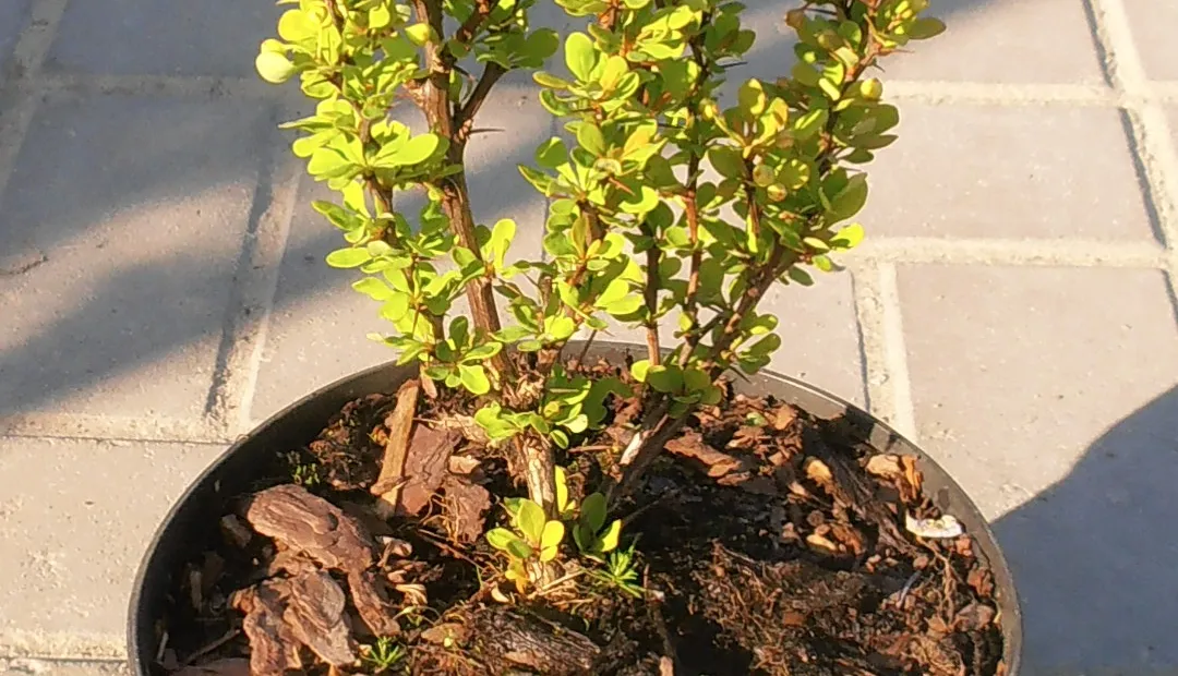 Berberis thunbergii 'Golden Rocket' – plant photo