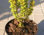 Golden Rocket (Berberis thunbergii ‘Golden Rocket’)
