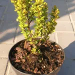 Golden Rocket (Berberis thunbergii ‘Golden Rocket’) (Berberis thunbergii 'Golden