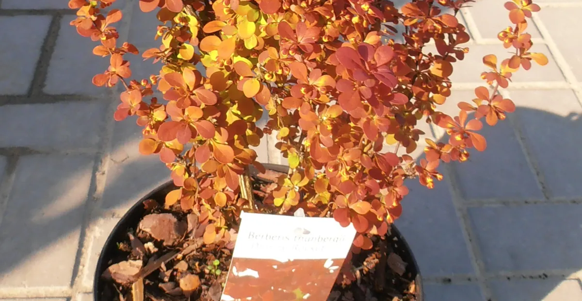 Berberis thunbergii 'Orange Rocket' – plant photo