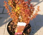 Orange Rocket (Berberis thunbergii ‘Orange Rocket’)