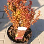 Orange Rocket (Berberis thunbergii ‘Orange Rocket’) (Berberis thunbergii 'Orange