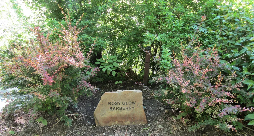 Rose Glow (Berberis thunbergii ‘Rose Glow’) (Berberis thunbergii 'Rose Glow')
