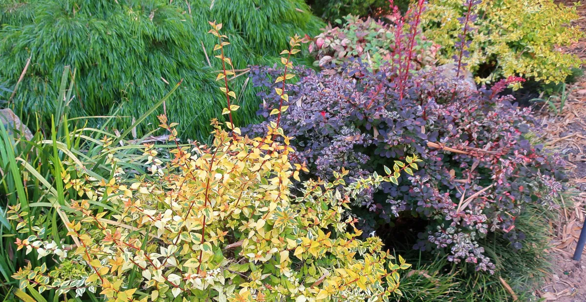 Berberis thunbergii 'Rose Glow' – plant photo