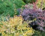 Rose Glow (Berberis thunbergii ‘Rose Glow’)