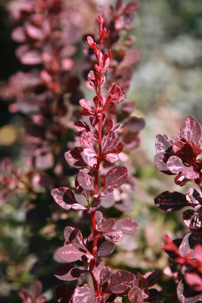 Rose Glow (Berberis thunbergii ‘Rose Glow’) (Berberis thunbergii 'Rose Glow')