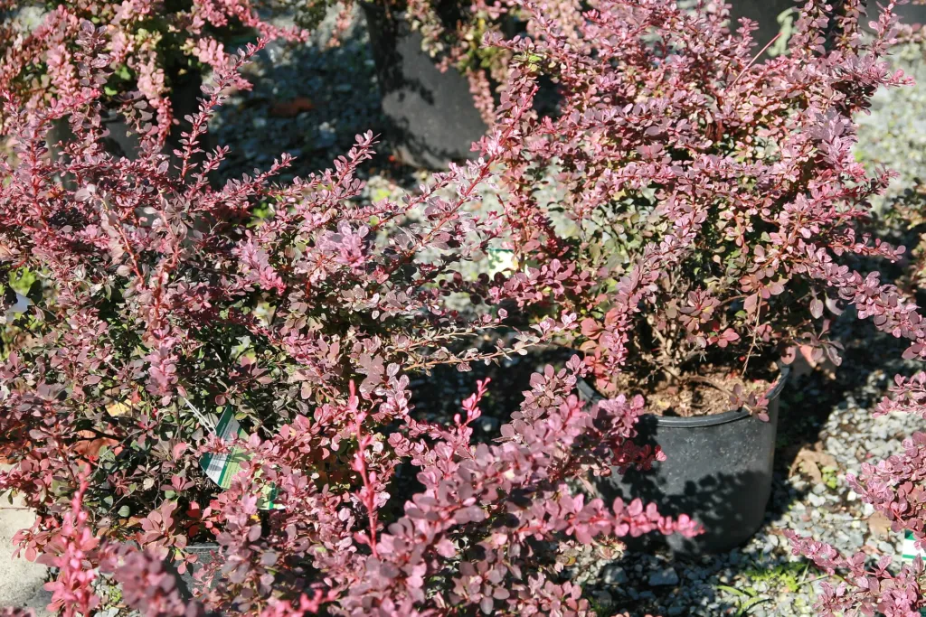 Rose Glow (Berberis thunbergii ‘Rose Glow’) (Berberis thunbergii 'Rose Glow')