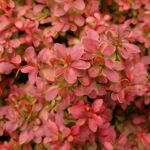 Berberitze 'Admiration' (Berberis thunbergii 'Admiration') – Pflanzenfoto