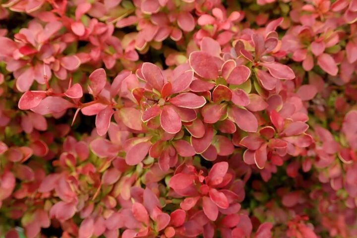 Berberis thunbergii 'Admiration'