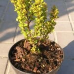 Berberitze ‘Golden Rocket’ (Berberis thunbergii 'Golden Rocket') – Pflanzenfoto