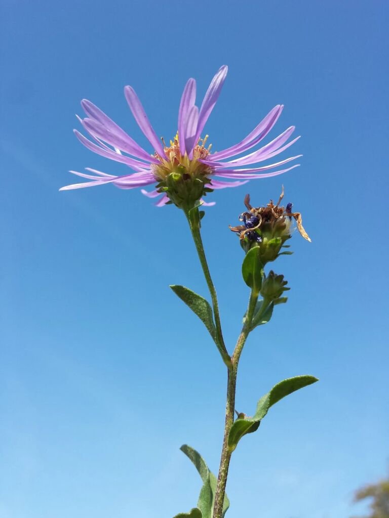Aster amellus