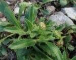Berg-Margerite (Leucanthemum adustum) – Pflege