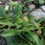 Berg-Margerite (Leucanthemum adustum) – Pflanzenfoto