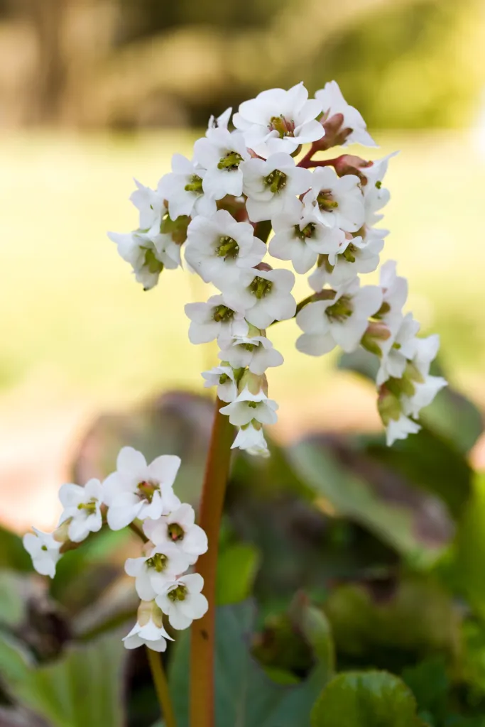 Bergenie 'Bressingham White' (Bergenia 'Bressingham White') – typisches Erscheinungsbild
