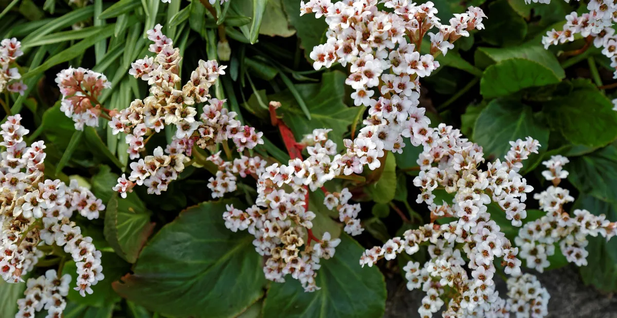 White heartleaf bergenia (Bergenia 'Bressingham White') – plant photo
